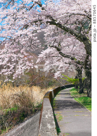 箱根町早川堤の桜 箱根町早川堤の桜 88570645