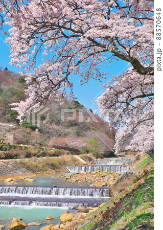 箱根町早川堤の桜 箱根町早川堤の桜 88570648