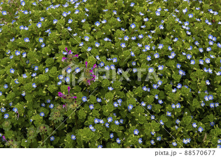 オオイヌノフグリの群生 88570677