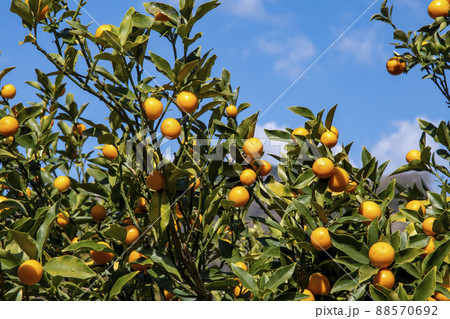 多くついているキンカンの実 多くついているキンカンの実 88570692