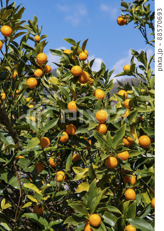 多くついているキンカンの実 88570693