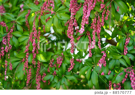 馬酔木の花 88570777