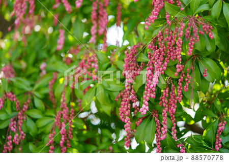 馬酔木の花 88570778