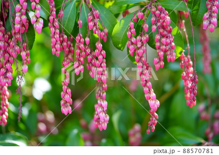馬酔木の花 馬酔木の花 88570781