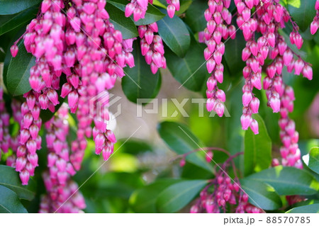 馬酔木の花 馬酔木の花 88570785