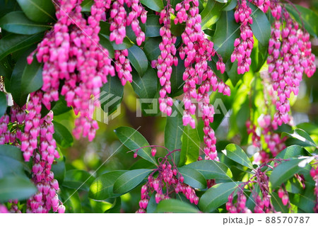 馬酔木の花 88570787