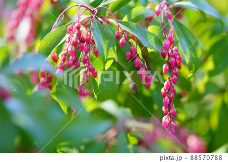 馬酔木の花 馬酔木の花 88570788