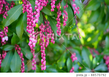 馬酔木の花 馬酔木の花 88570792