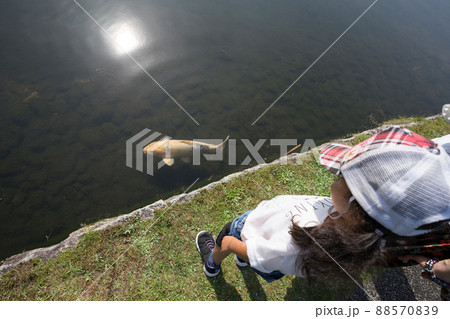 鯉と眺める子供 88570839