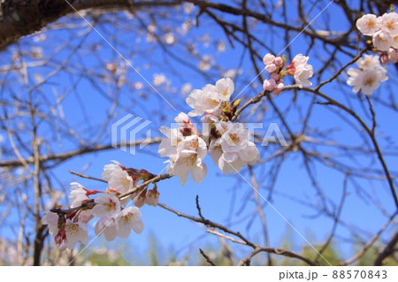 桜 88570843