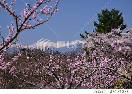 桃の花満開の山梨 桃の花満開の山梨 88571073