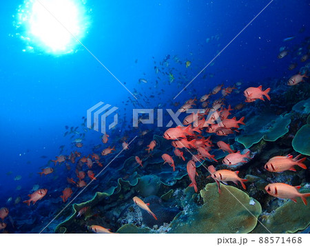 太陽に向かって整列して泳ぐ魚 88571468