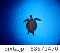 太陽を背にするウミガメの優雅な泳ぎ 88571470