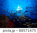 太陽に渦巻く熱帯の魚たち 88571475