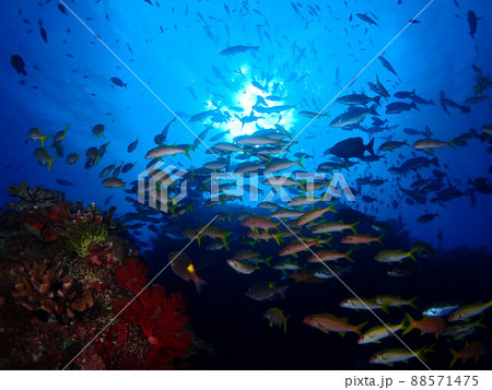 太陽に渦巻く熱帯の魚たち 太陽に渦巻く熱帯の魚たち 88571475