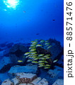 太陽の下を泳ぐ南国の魚たち 88571476
