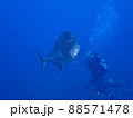 巨大な魚？に驚いた！ 88571478