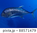 優雅に泳ぐ、ギンガメアジの勇士 88571479