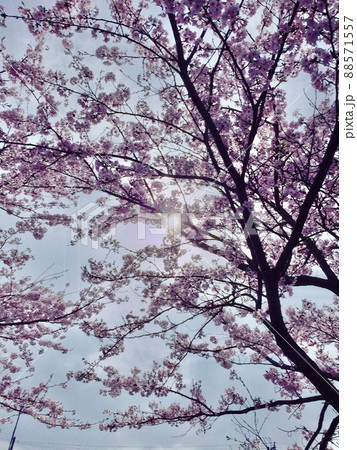 青空に咲く桜 青空に咲く桜 88571557