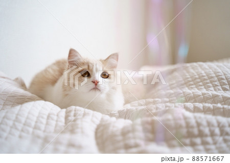 かわいい猫 かわいい猫 88571667