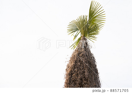 変わった植物 88571705