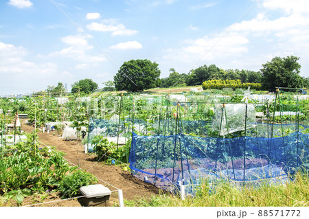 市民農園 レンタル農園 88571772