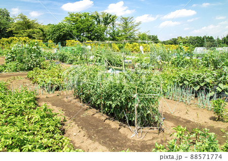 市民農園 レンタル農園 88571774