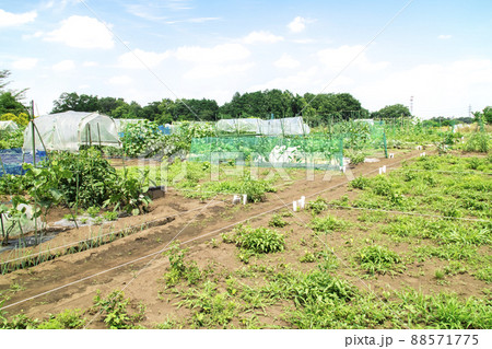 市民農園 レンタル農園 88571775