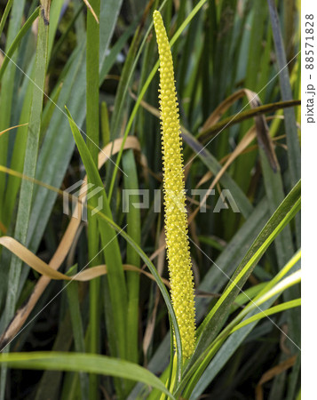 セキショウの黄色い苞 セキショウの黄色い苞 88571828