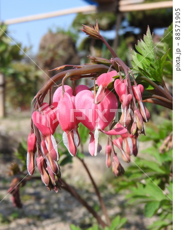 ケマンソウ(華蔓草) 88571905