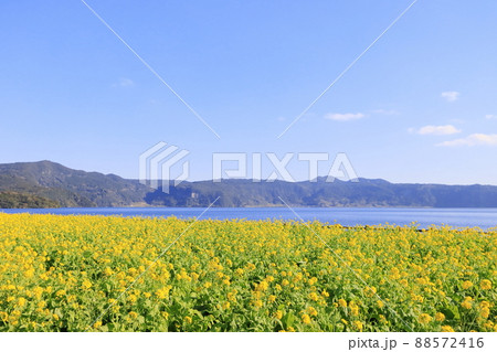 指宿市の菜の花畑 指宿市の菜の花畑 88572416