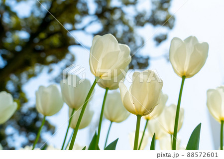 満開のチューリップ畑（四月） 88572601