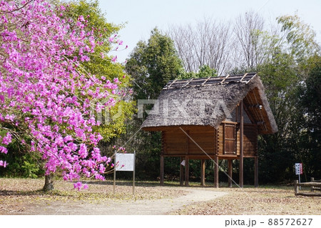 岡山県津山市にある弥生時代の遺跡:沼弥生住居址(復元された高床倉庫) 岡山県津山市にある弥生時代の遺跡:沼弥生住居址(復元された高床倉庫) 88572627