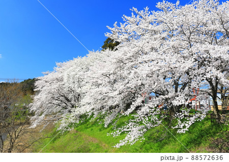 【島根県】快晴下の斐伊川堤防桜並木（雲南市） 88572636