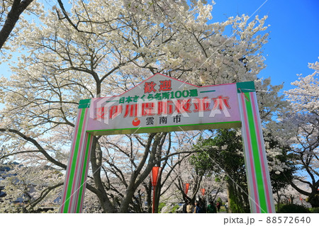 【島根県】快晴下の斐伊川堤防桜並木（雲南市） 88572640