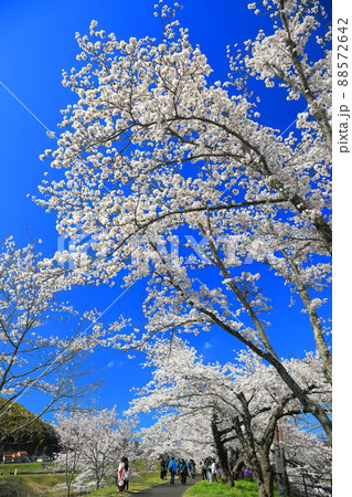 【島根県】快晴下の斐伊川堤防桜並木(雲南市) 【島根県】快晴下の斐伊川堤防桜並木(雲南市) 88572642