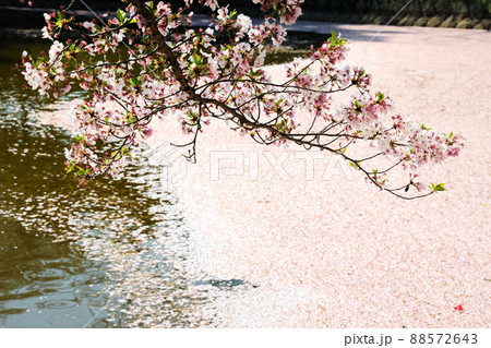 三崎水辺公園の桜 88572643