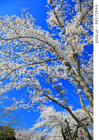 【島根県】快晴下の斐伊川堤防桜並木（雲南市） 88572644