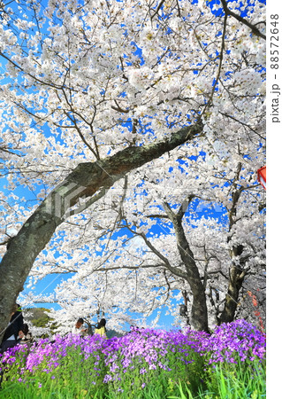 【島根県】快晴下の斐伊川堤防桜並木（雲南市） 88572648