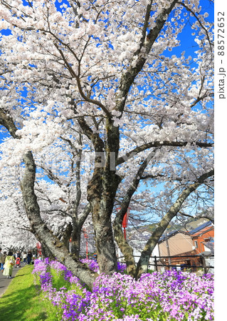 【島根県】快晴下の斐伊川堤防桜並木(雲南市) 【島根県】快晴下の斐伊川堤防桜並木(雲南市) 88572652