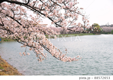 三崎水辺公園の桜 三崎水辺公園の桜 88572653