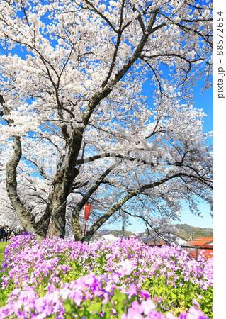 【島根県】快晴下の斐伊川堤防桜並木（雲南市） 88572654