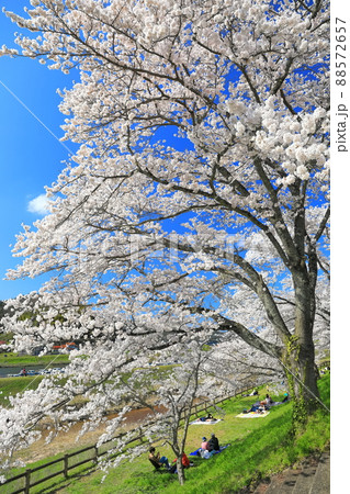 【島根県】快晴下の斐伊川堤防桜並木(雲南市) 【島根県】快晴下の斐伊川堤防桜並木(雲南市) 88572657