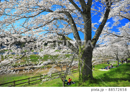 【島根県】快晴下の斐伊川堤防桜並木（雲南市） 88572658