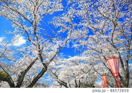 【島根県】快晴下の斐伊川堤防桜並木（雲南市） 88572659