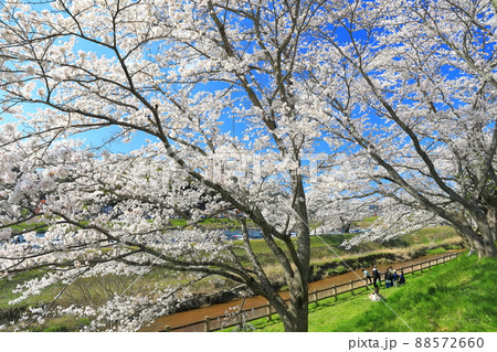 【島根県】快晴下の斐伊川堤防桜並木(雲南市) 【島根県】快晴下の斐伊川堤防桜並木(雲南市) 88572660