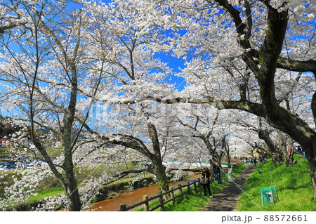 【島根県】快晴下の斐伊川堤防桜並木(雲南市) 【島根県】快晴下の斐伊川堤防桜並木(雲南市) 88572661