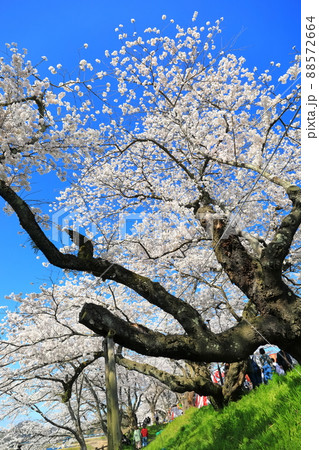 【島根県】快晴下の斐伊川堤防桜並木（雲南市） 88572664
