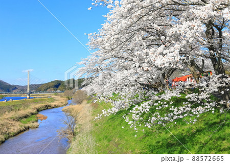 【島根県】快晴下の斐伊川堤防桜並木（雲南市） 88572665