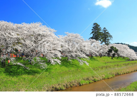 【島根県】快晴下の斐伊川堤防桜並木(雲南市) 【島根県】快晴下の斐伊川堤防桜並木(雲南市) 88572668